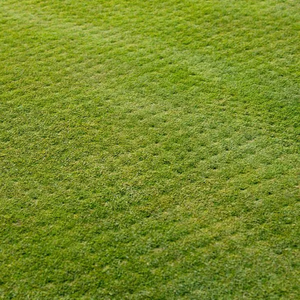 a lawn in Minnesota that has had core aeration performed on the lawn