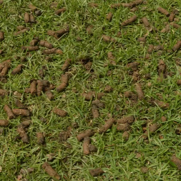 lawn aeration with plugs on the ground