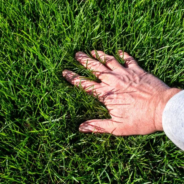 A homeowner feeling a lush lawn