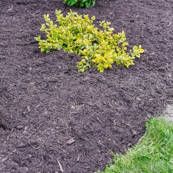 landscaping mulch